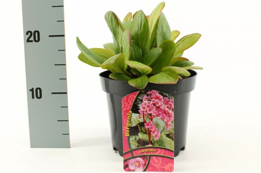 Bergenia cordifolia Hjärtbergenia 10-15 i kruka C2 Bergenia cordifolia