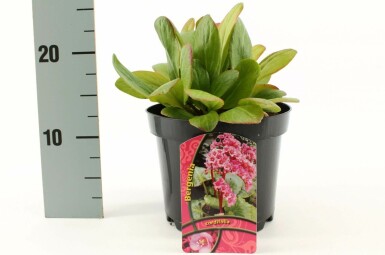 Bergenia cordifolia Hjärtbergenia 10-15 i kruka C2 Bergenia cordifolia