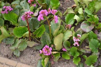 Bergenia cordifolia Hjärtbergenia 10-15 i kruka C2 Bergenia cordifolia