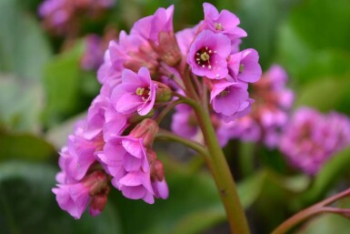 Bergenia cordifolia Hjärtbergenia 10-15 i kruka C2 Bergenia cordifolia