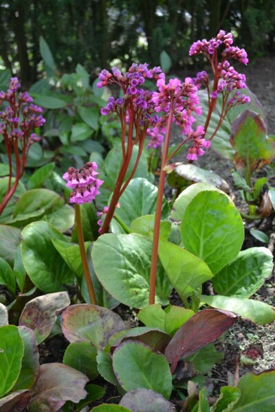 Bergenia cordifolia Hjärtbergenia 5-10 i kruka P9 Bergenia cordifolia