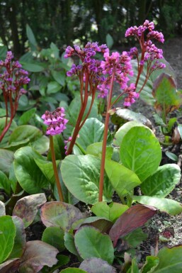 Bergenia cordifolia Hjärtbergenia 5-10 i kruka P9 Bergenia cordifolia