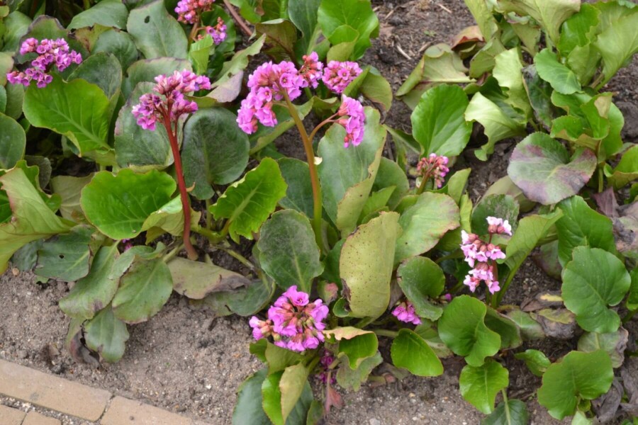 Bergenia cordifolia Hjärtbergenia 5-10 i kruka P9 Bergenia cordifolia