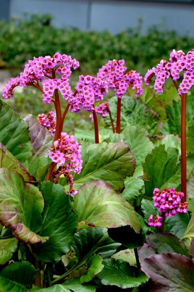 Bergenia cordifolia 'Rotblum' Hjärtbergenia 5-10 i kruka P9 Bergenia cordifolia 'Rotblum'