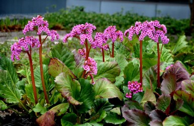 Bergenia cordifolia 'Rotblum' Hjärtbergenia 5-10 i kruka P9 Bergenia cordifolia 'Rotblum'