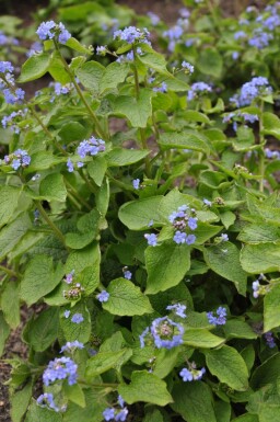 Brunnera macrophylla Kaukasisk förgätmigej 5-10 i kruka P9 Brunnera macrophylla