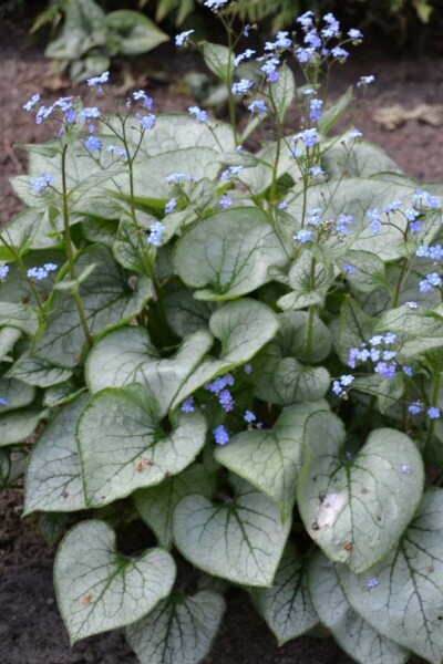 Brunnera macrophylla 'Jack Frost' Kaukasisk förgätmigej 10-15 i kruka C2 Brunnera macrophylla 'Jack Frost'
