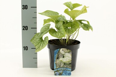 Brunnera macrophylla 'Jack Frost' Kaukasisk förgätmigej 10-15 i kruka C2 Brunnera macrophylla 'Jack Frost'