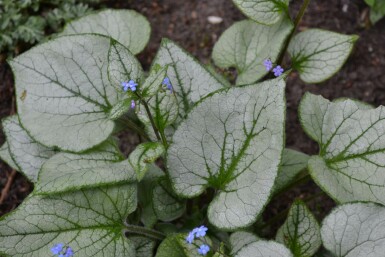 Brunnera macrophylla 'Jack Frost' Kaukasisk förgätmigej 10-15 i kruka C2 Brunnera macrophylla 'Jack Frost'