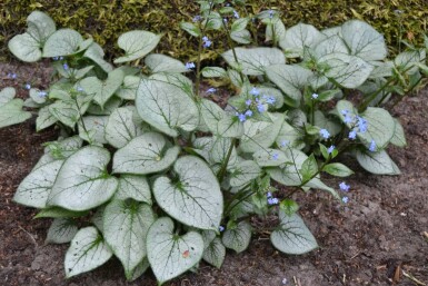 Brunnera macrophylla 'Jack Frost' Kaukasisk förgätmigej 10-15 i kruka C2 Brunnera macrophylla 'Jack Frost'