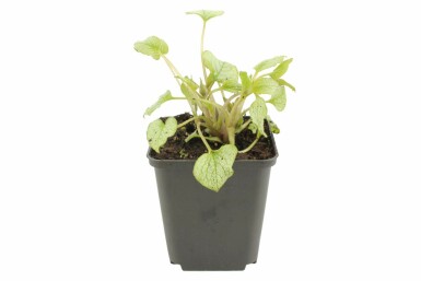 Brunnera macrophylla 'Jack Frost' Kaukasisk förgätmigej 5-10 i kruka P9 Brunnera macrophylla 'Jack Frost'
