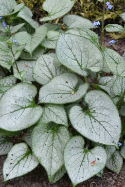 Brunnera macrophylla 'Jack Frost' Kaukasisk förgätmigej 5-10 i kruka P9 Brunnera macrophylla 'Jack Frost'