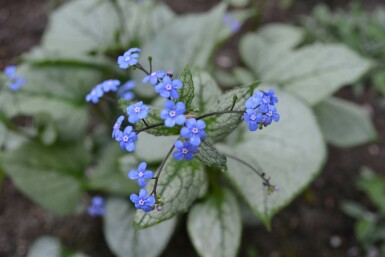 Brunnera macrophylla 'Jack Frost' Kaukasisk förgätmigej 5-10 i kruka P9 Brunnera macrophylla 'Jack Frost'
