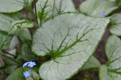Brunnera macrophylla 'Jack Frost' Kaukasisk förgätmigej 5-10 i kruka P9 Brunnera macrophylla 'Jack Frost'