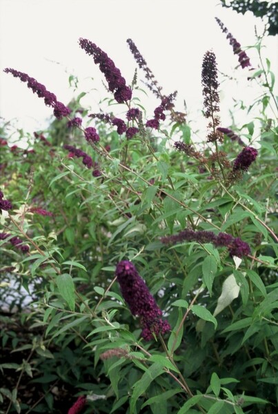 Buddleja davidii 'Black Knight' C3 30-40