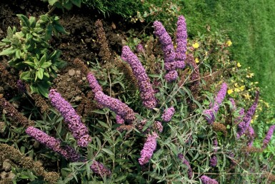 Buddleja davidii 'Nanho Blue' C12 80-100