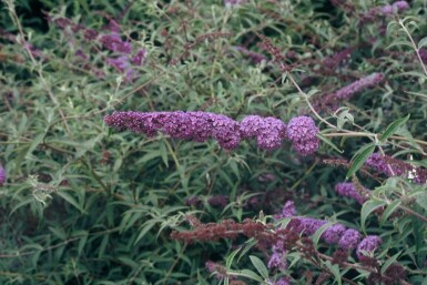 Buddleja davidii 'Nanho Blue' C12 80-100