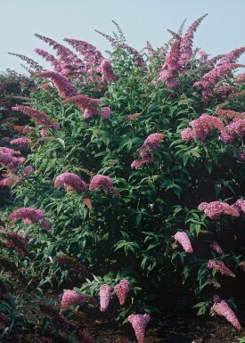 Buddleja davidii 'Pink Delight' Syrenbuddleja buske 30-40 i kruka C3