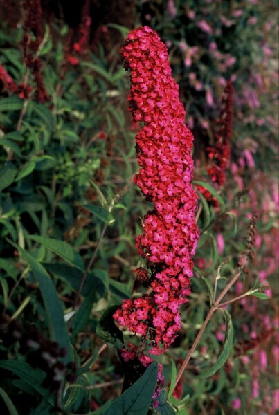 Buddleja davidii 'Royal Red' C12 60-80