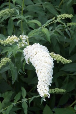 Buddleja davidii 'White Profusion' C3 30-40
