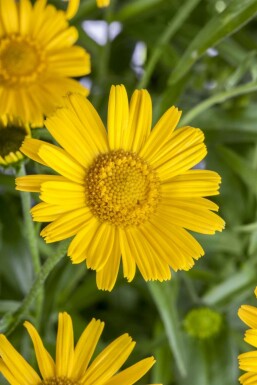 Buphthalmum salicifolium Ljusöga 5-10 i kruka P9 Buphthalmum salicifolium