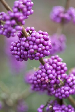 Callicarpa bodinieri 'Profusion' C10 40-50