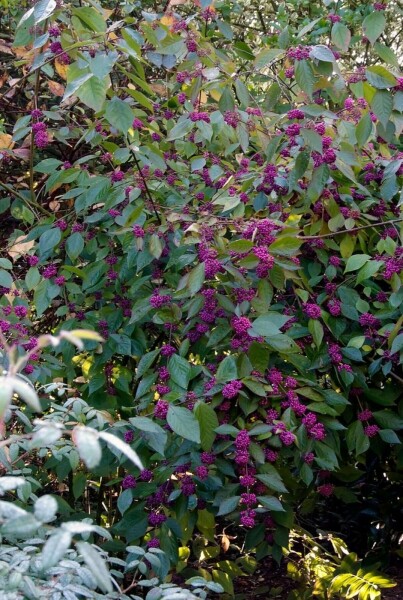Callicarpa bodinieri 'Profusion' C12 80-100