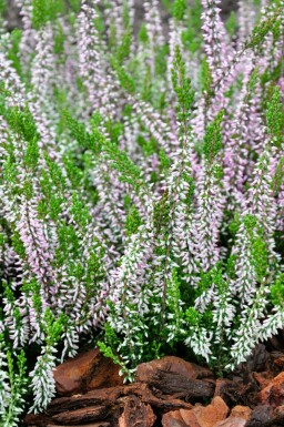 Calluna vulgaris 'Pink Angie' Ljung 5-10 i kruka P9,5 Calluna vulgaris 'Pink Angie'