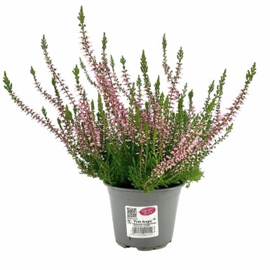 Calluna vulgaris 'Pink Angie' Ljung 5-10 i kruka P9,5 Calluna vulgaris 'Pink Angie'