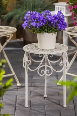 Campanula carpatica Karpaterklocka 5-10 i kruka P9 Campanula carpatica