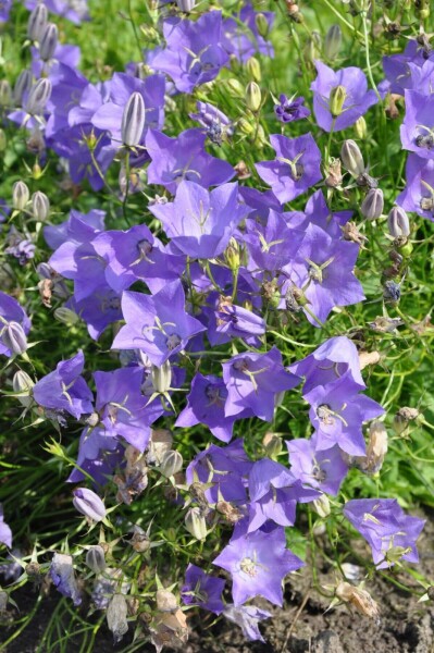 Campanula carpatica 'Blaue Clips' Karpaterklocka 5-10 i kruka P9 Campanula carpatica 'Blaue Clips'