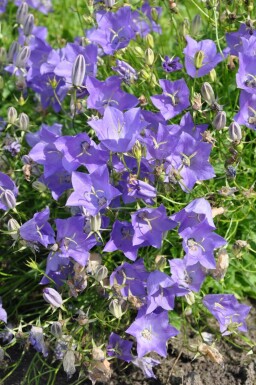 Campanula carpatica 'Blaue Clips' Karpaterklocka 5-10 i kruka P9 Campanula carpatica 'Blaue Clips'