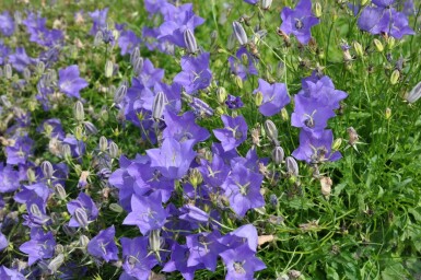 Campanula carpatica 'Blaue Clips' Karpaterklocka 5-10 i kruka P9 Campanula carpatica 'Blaue Clips'