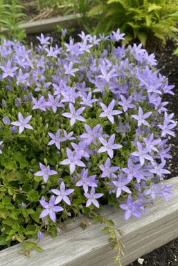 Campanula garganica 'Major' Italiensk klocka 5-10 i kruka P9 Campanula garganica 'Major'