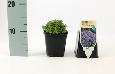 Campanula garganica 'Major' Italiensk klocka 5-10 i kruka P9 Campanula garganica 'Major'