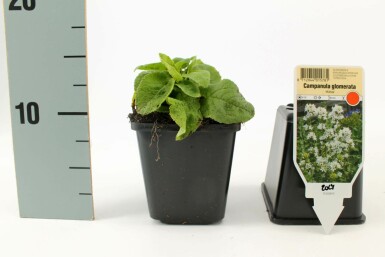 Campanula glomerata 'Alba' Toppklocka 5-10 i kruka P9 Campanula glomerata 'Alba'