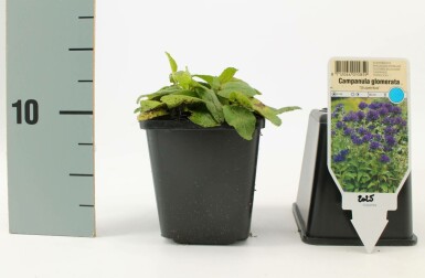Campanula glomerata 'Superba' Toppklocka 5-10 i kruka P9 Campanula glomerata 'Superba'