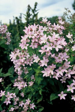 Campanula lactiflora 'Loddon Anna' Mjölkklocka 5-10 i kruka P9 Campanula lactiflora 'Loddon Anna'