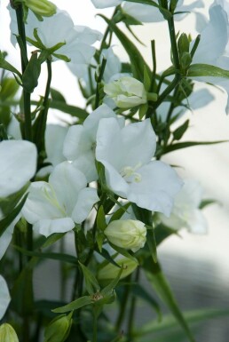Campanula persicifolia 'Alba' Storklocka 5-10 i kruka P9 Campanula persicifolia 'Alba'