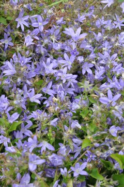 Campanula poscharskyana Stjärnklocka 5-10 i kruka P9 Campanula poscharskyana