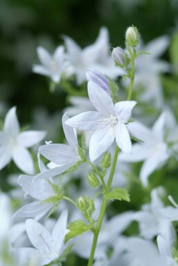Campanula poscharskyana 'E.H. Frost' Stjärnklocka 5-10 i kruka P9 Campanula poscharskyana 'E.H. Frost'