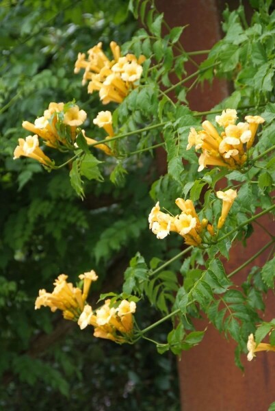 Campsis radicans 'Flava' C12 160-180