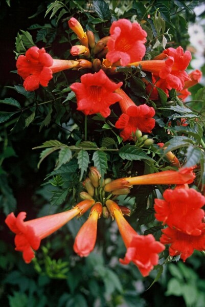 Campsis × tagliabueana 'Madame Galen' C12 150-175