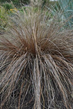 Carex buchananii Kopparstarr 5-10 i kruka P9 Carex buchananii