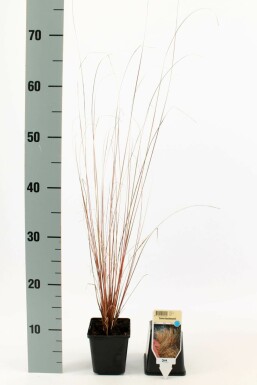 Carex buchananii Kopparstarr 5-10 i kruka P9 Carex buchananii