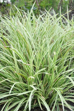 Carex morrowii 'Goldband' Japansk starr 5-10 i kruka P9 Carex morrowii 'Goldband'