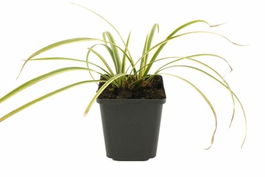 Carex morrowii 'Goldband' Japansk starr 5-10 i kruka P9 Carex morrowii 'Goldband'