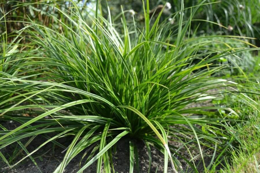 Carex morrowii 'Variegata' Japansk starr 5-10 i kruka P9 Carex morrowii 'Variegata'