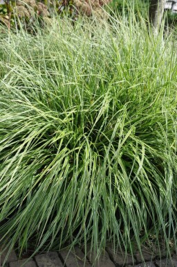 Carex ornithopoda 'Silver Sceptre' Fågelstarr 5-10 i kruka P9 Carex ornithopoda 'Silver Sceptre'