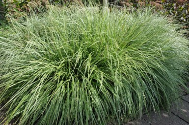 Carex ornithopoda 'Silver Sceptre' Fågelstarr 5-10 i kruka P9 Carex ornithopoda 'Silver Sceptre'